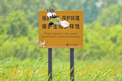 开云体育 开云官网守护候鸟迁飞通道——让空中“旅行家”一路顺风(图3)